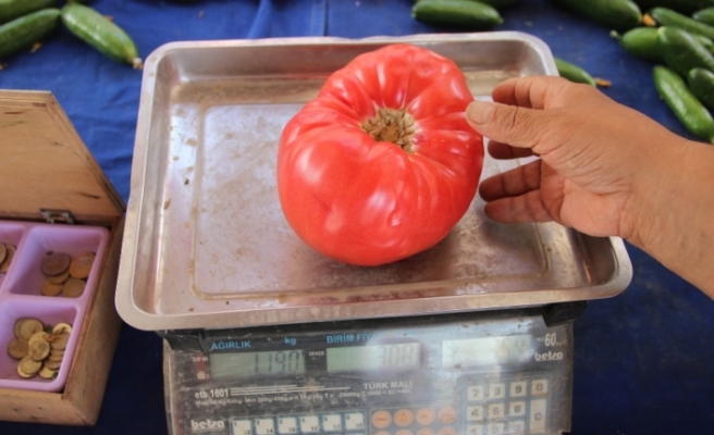 Bu domates 1 kilodan ağır !