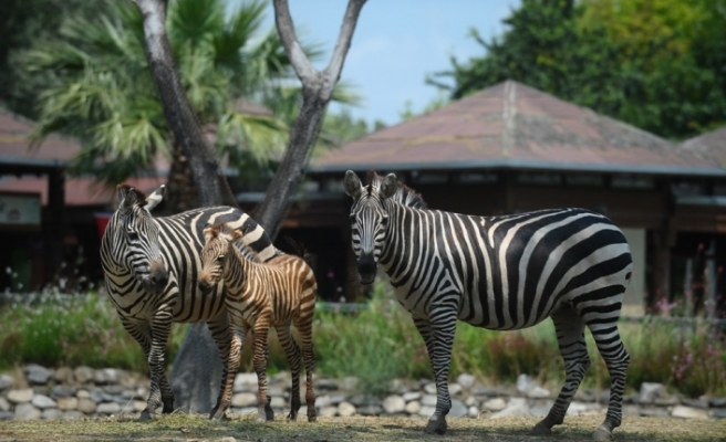 Zebra yavrusu ilgi odağı oldu