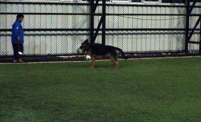 Bu köpek futbol tutkunu