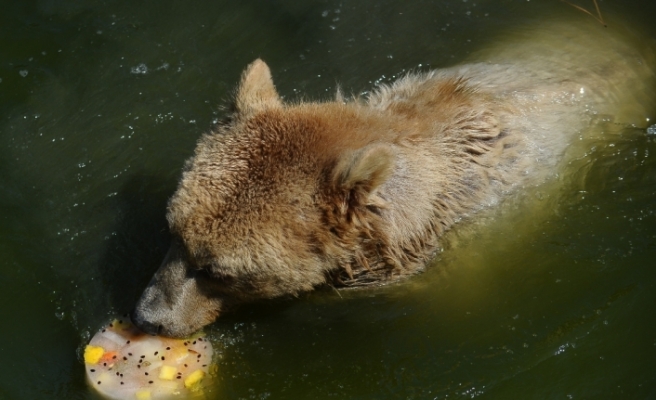 Sıcaktan bunalan ayıların buzlu meyve keyfi