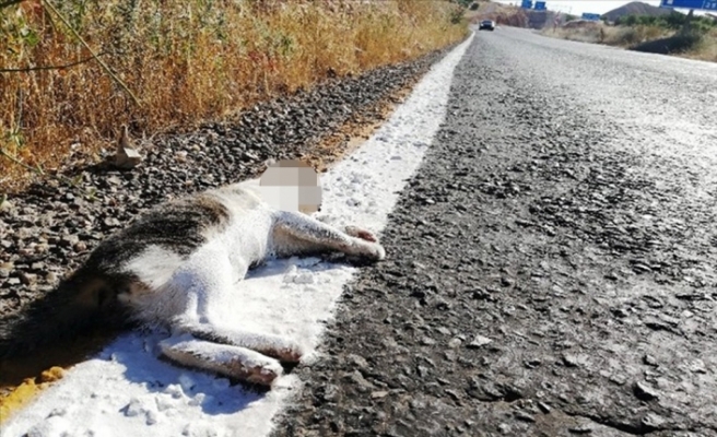Yolda çizgi çalışması yapan ekipler ölü kediyi de boyadı