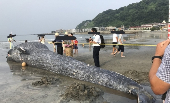 Dev balina Japonya sahillerine vurdu