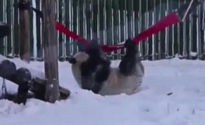 Pandalardan kar keyfi