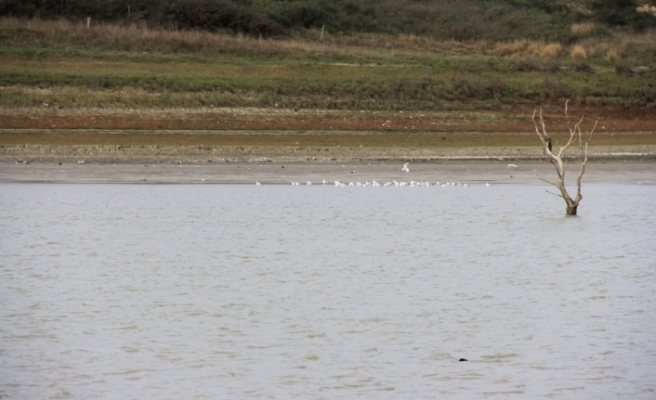 Sazlıdere Baraj Gölü’nde kuşların dansı kamerada