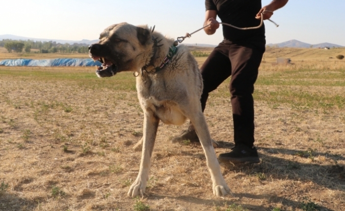 Köpek saldırısına karşı ne yapmalı ?