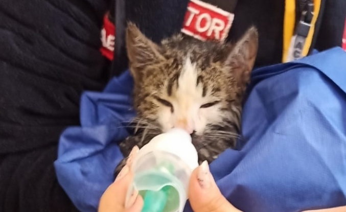Yangında dumandan etkilenen kedi, oksijen verilerek kurtarıldı