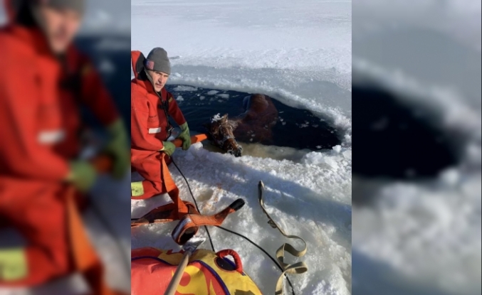 ABD’de buzun kırılmasıyla donmuş göle düşen at saatler içinde kurtarıldı