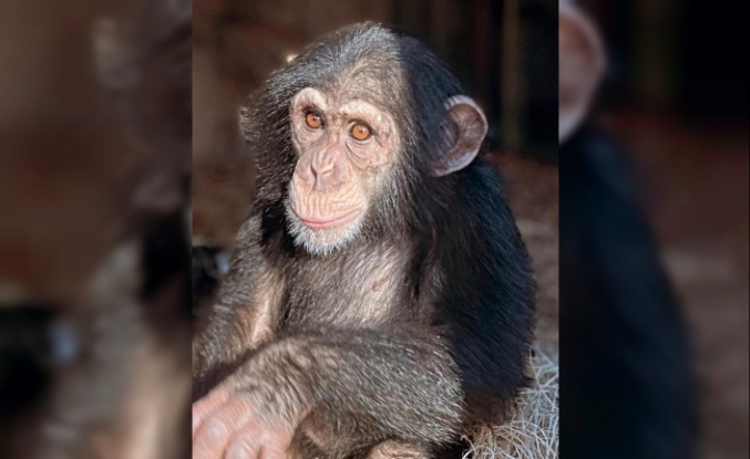 İsveç’te kaçan 4 şempanzeyi silahla öldüren hayvanat bahçesi ağır eleştiri altında