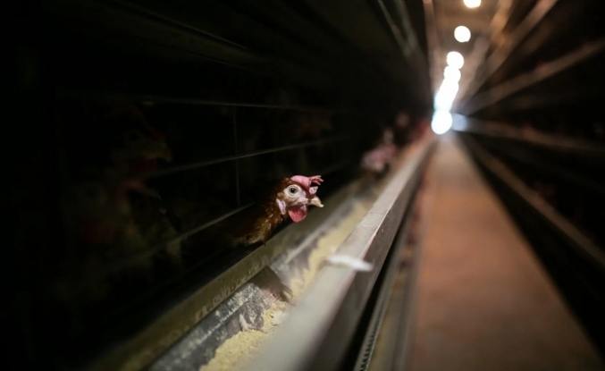 Yumurtası için yetiştirilen tavukların hapsedildikleri zalim ve çağdışı kafes sistemlerine son verilmesi için çalışan Kafessiz Türkiye, 2022 Yumurta Takip Raporu’nu yayımladı.