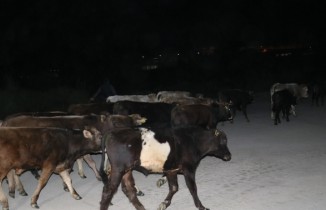 Çoban uyuyakaldı, inekler şehre indi