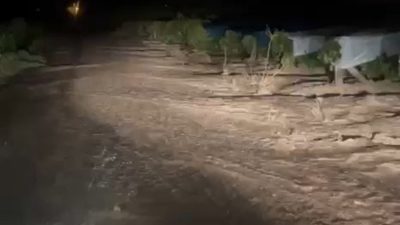Ayşe TARHAN/ELAZIĞ, – ELAZIĞ’da etkili olan sağanak nedeniyle üzüm bağlarıyla