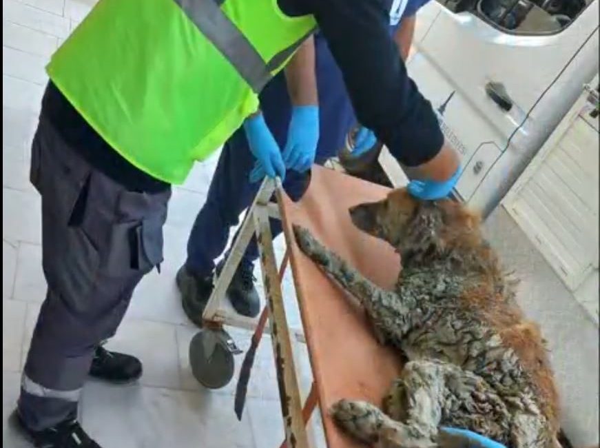İzmir’de çamur depolama alanından kurtarılan köpeğe Şanslı adı verildi ANKARA, – İÇİŞLERİ Bakanı Mustafa Çiftçi, İzmir’in Buca ilçesinde çamur
