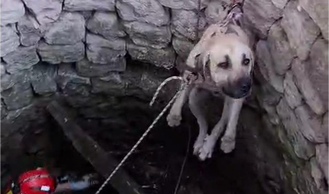 Nevşehir’de kuyuya düşen 2 köpek kurtarıldı Ahmet KORKMAZER/NEVŞEHİR, – NEVŞEHİR’in Ürgüp ilçesinde yaklaşık 4 metre derinliğindeki