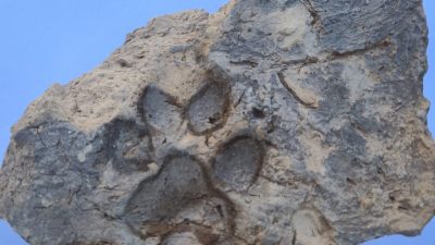 ANKARA, – KÜLTÜR ve Turizm Bakanlığı koordinasyonunda Kütahya Tavşanlı Höyük’te